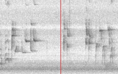 I Heard a Bird Sing – Solstice 23